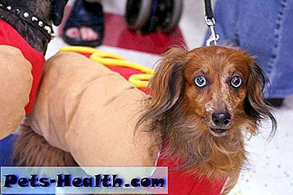Look! A hot dog! GET IT?! Photo by David K Look! A hot dog! GET IT?! Photo by David K