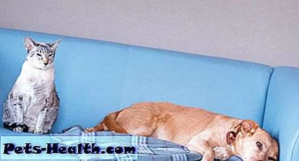 Cat and dog by Shutterstock.