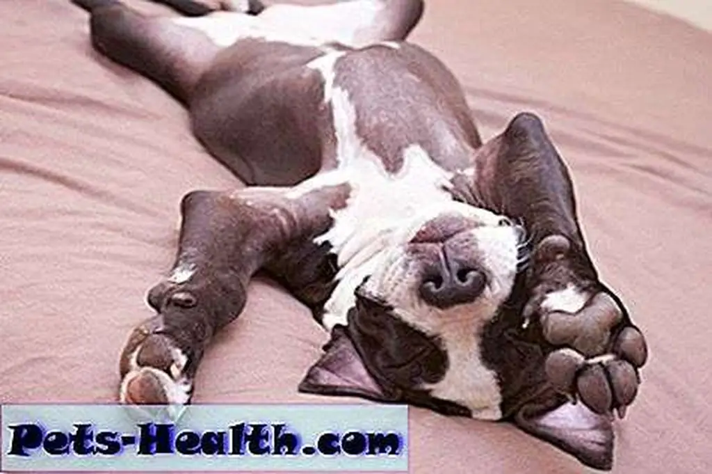 Lazy dog by Shutterstock.