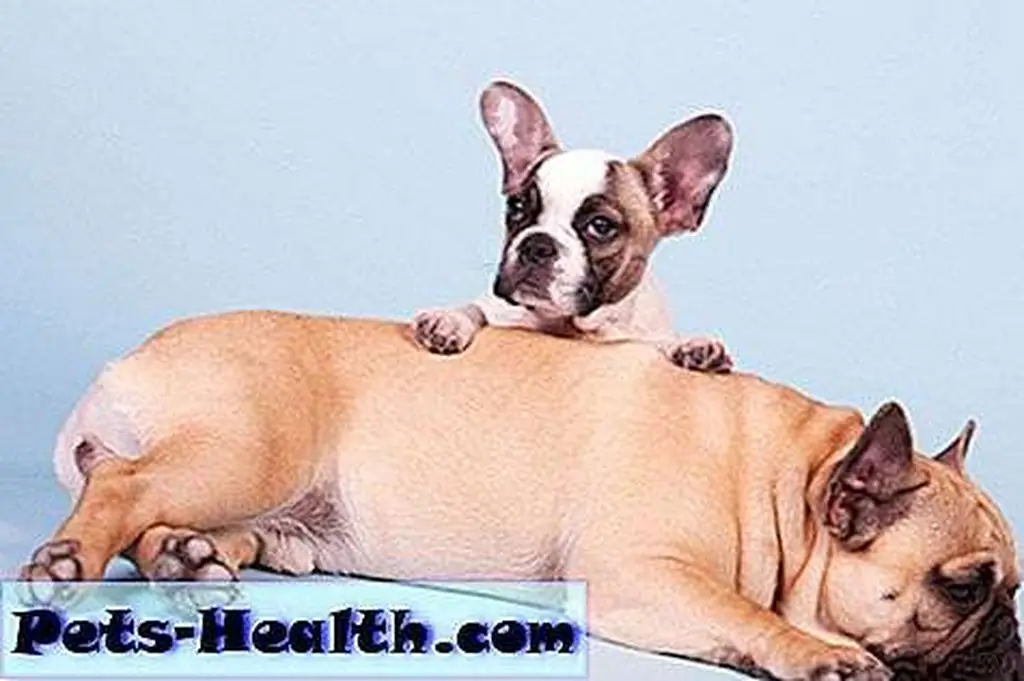 Dogs laying in studio