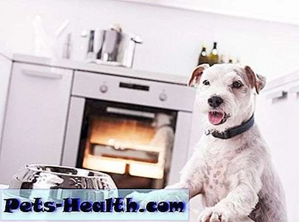 I've got it! How about some food? Dog waiting for a meal by Shutterstock. I've got it! How about some food? Dog waiting for a meal by Shutterstock.