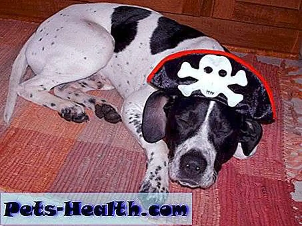 member Hank is a pretty lazy pirate, I should say. member Hank is a pretty lazy pirate, I should say.