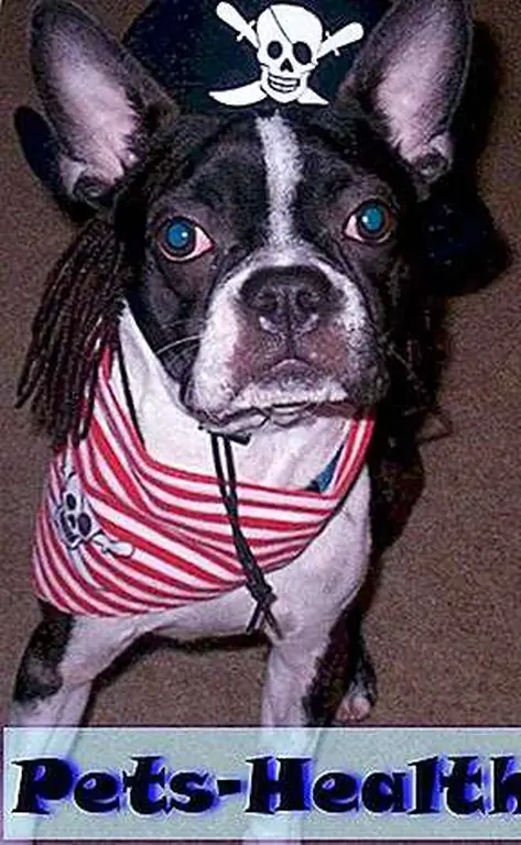 Here is member Pia doing his best Johnny Depp. Here is member Pia doing his best Johnny Depp.