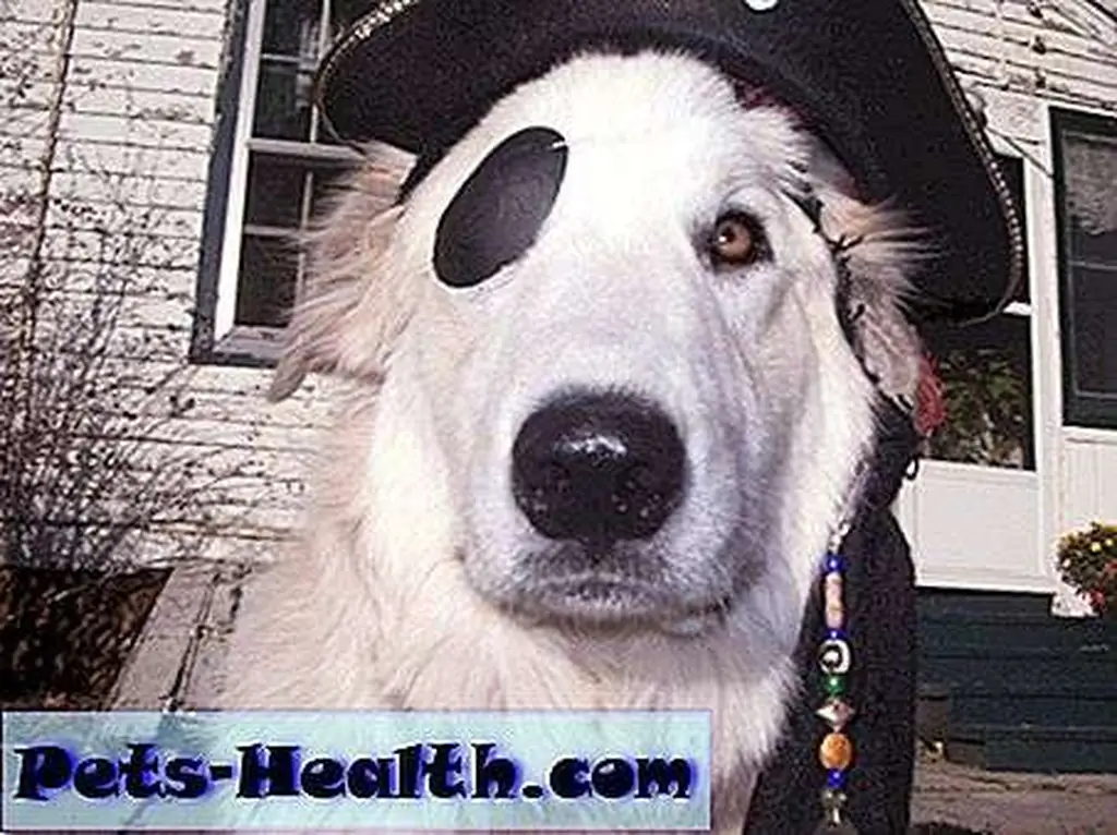 Member Abner is taking it to the next level with the eye patch -- dogs can't see that well anyway! Member Abner is taking it to the next level with the eye patch -- dogs can't see that well anyway!