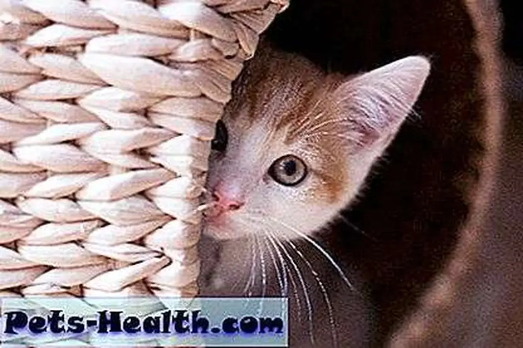 Image Image