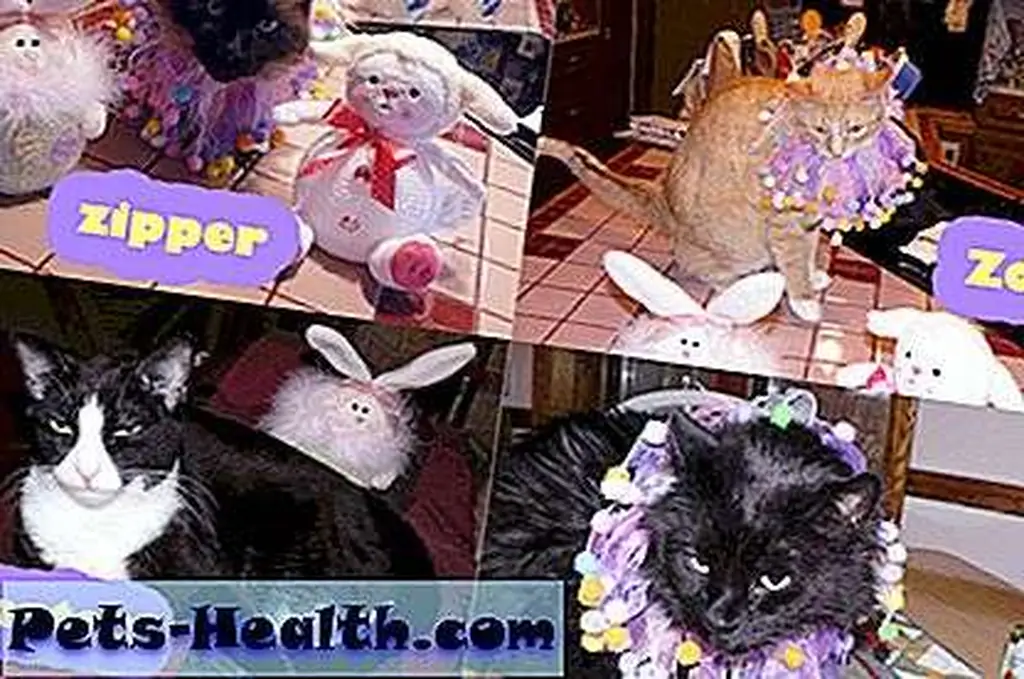 Zipper, Zoe, Winston & Leila from Canada! Zipper, Zoe, Winston & Leila from Canada!