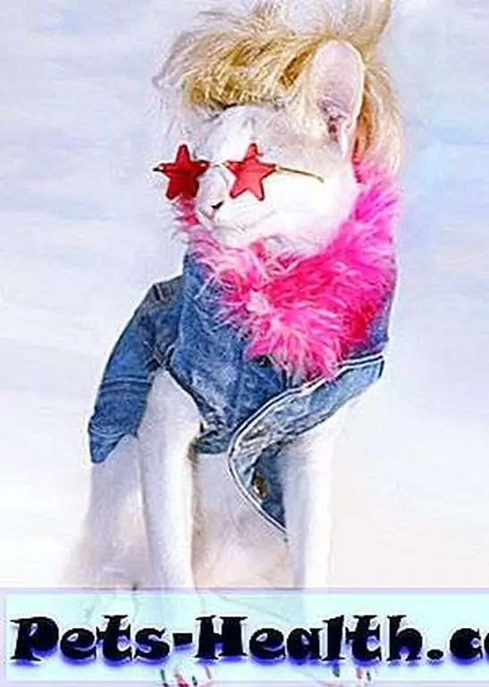 ghetto-blaster-cat-house