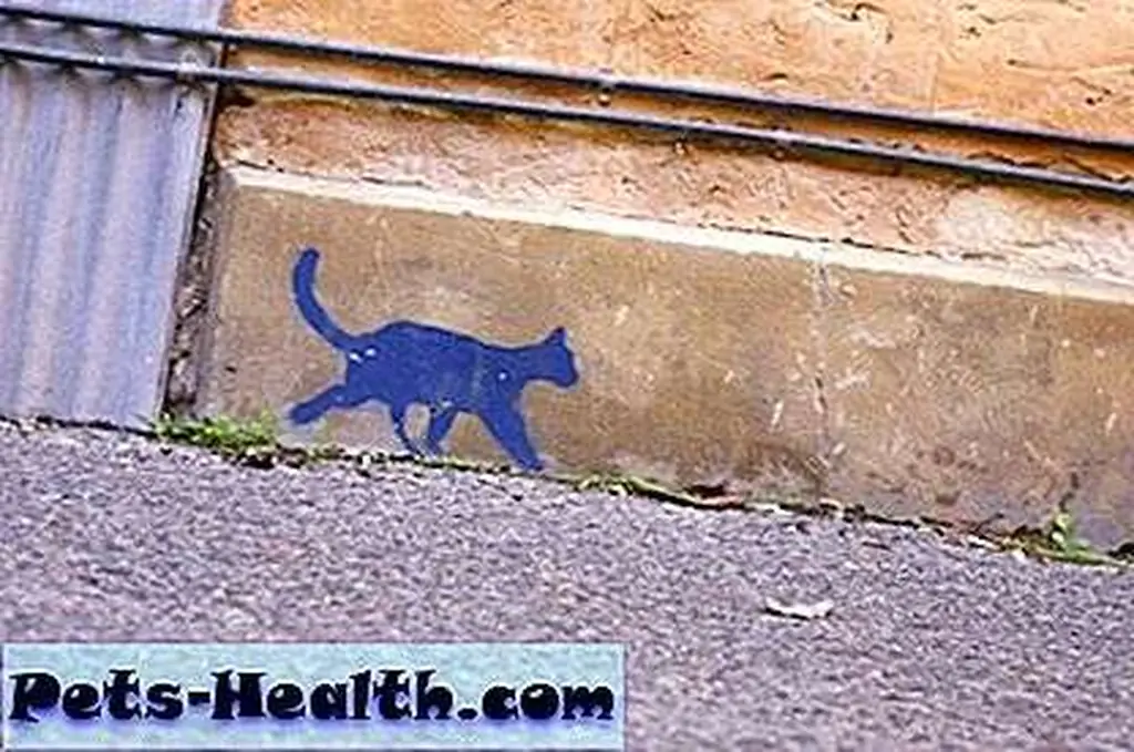 CatGraffitti__12 CatGraffitti__12