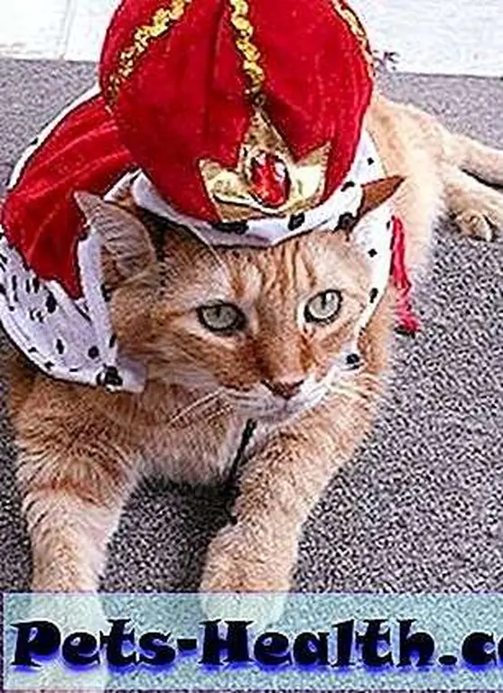 king_louis king_louis