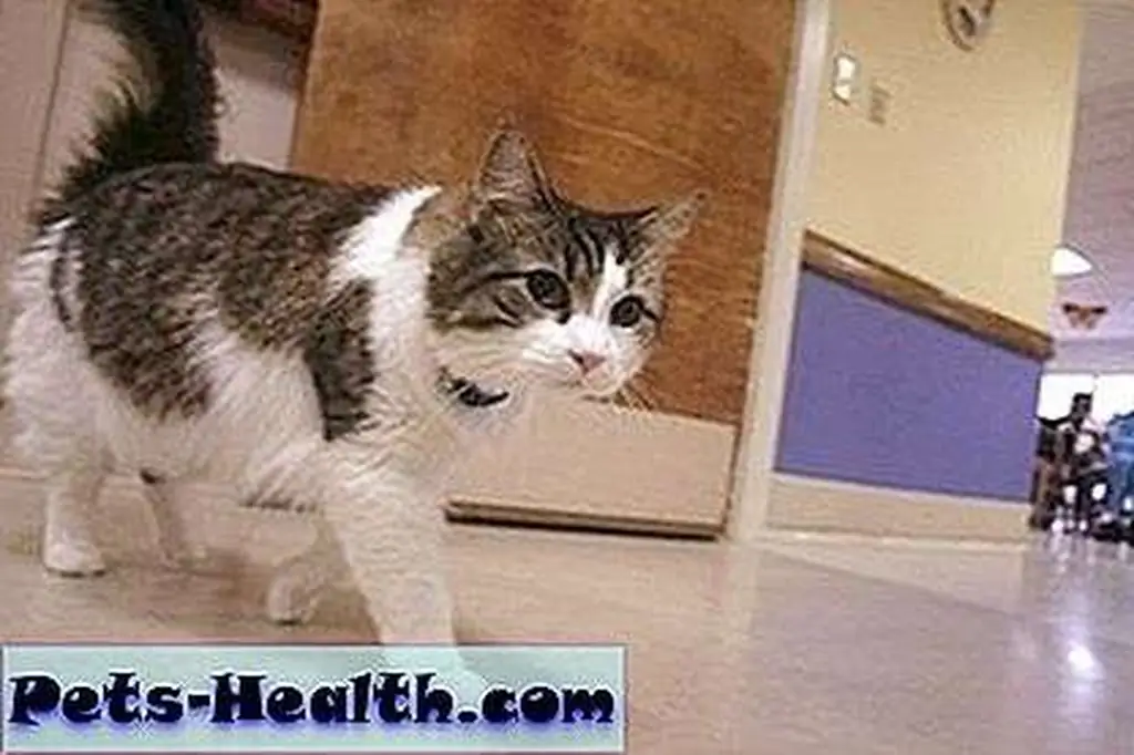 Death Cat
