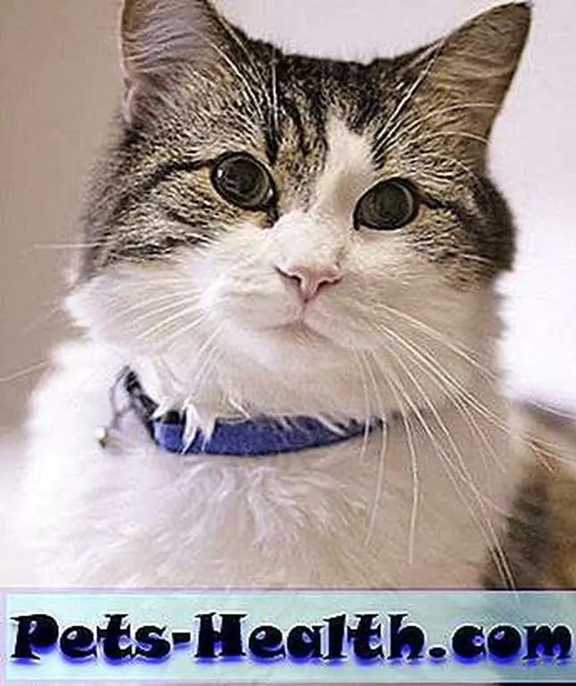 oscar-the-death-cat-11