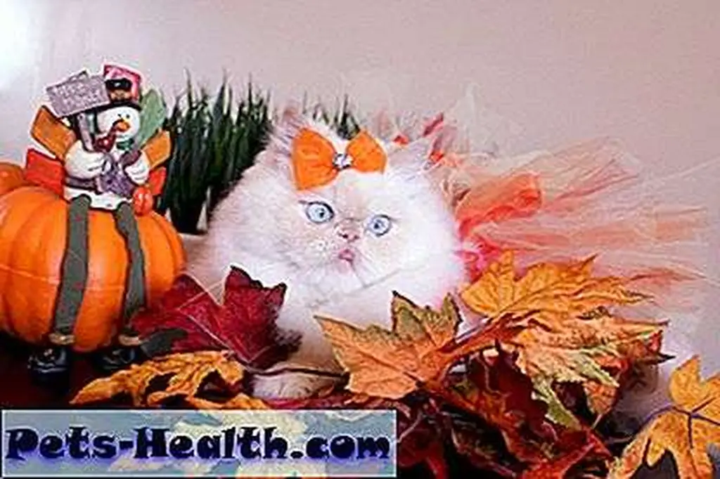 Happy Thanksgiving! Happy Thanksgiving!