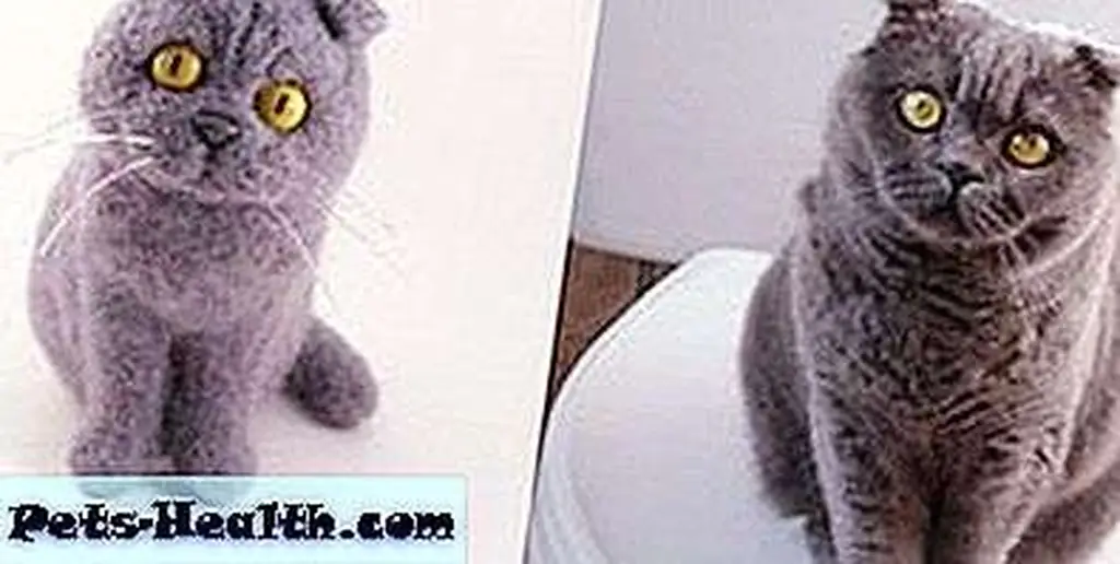 britishshorthair britishshorthair