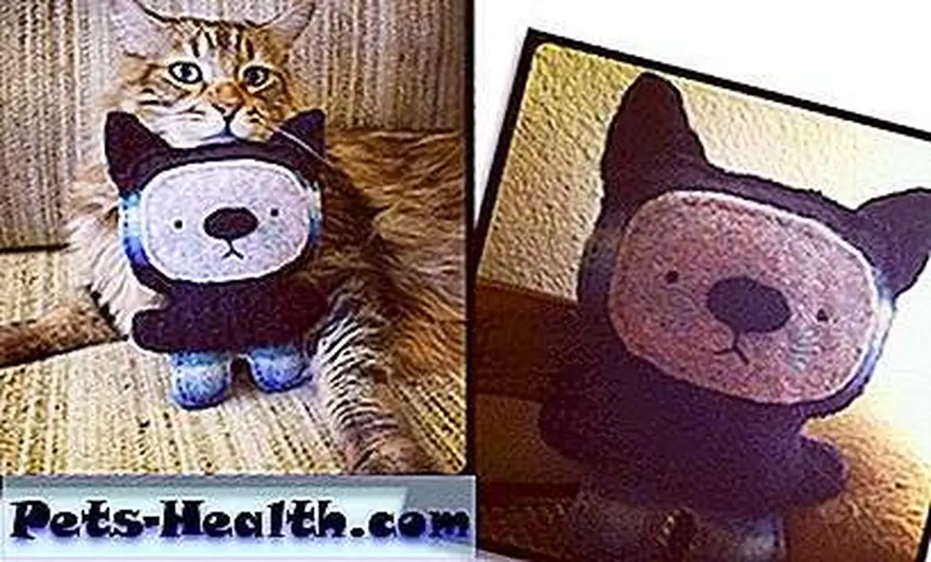 A cat with a cat! A cat with a cat!