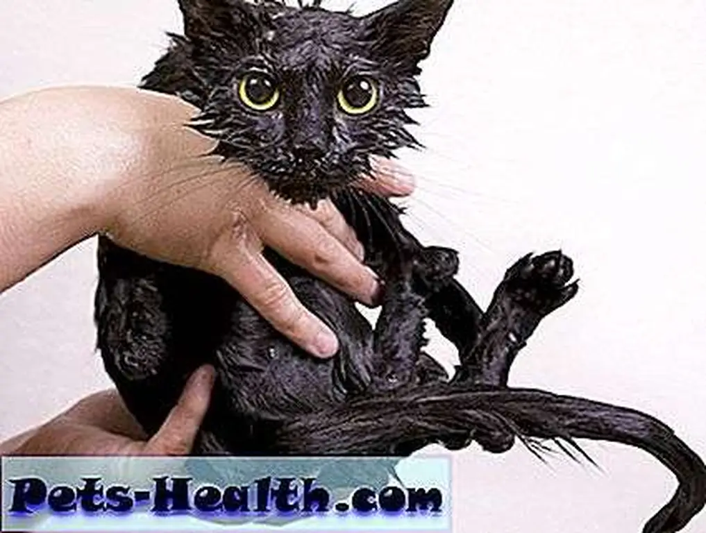 If I'd been able to take photos of Sin├®ad and Siouxsie after their baths, they'd have looked a lot like this. Soggy black kitten after a bath by Shutterstock If I'd been able to take photos of Sin├®ad and Siouxsie after their baths, they'd have looked a lot like this. Soggy black kitten after a bath by Shutterstock