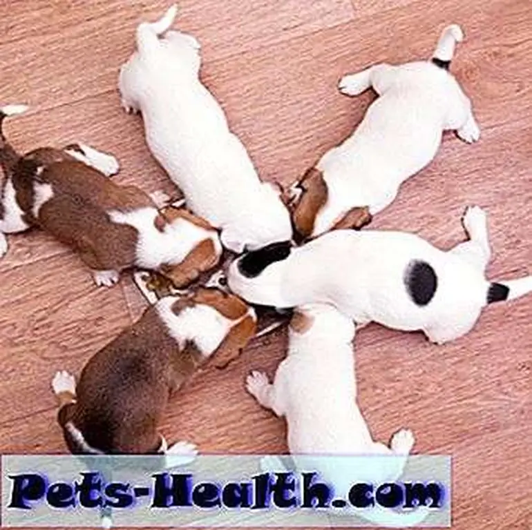 If your dog suffers from chronic coughing, a trip to the vet is your best bet for a cure or management. Photo: Close-up of veterinarian examining cute little dog by Shutterstock If your dog suffers from chronic coughing, a trip to the vet is your best bet for a cure or management. Photo: Close-up of veterinarian examining cute little dog by Shutterstock