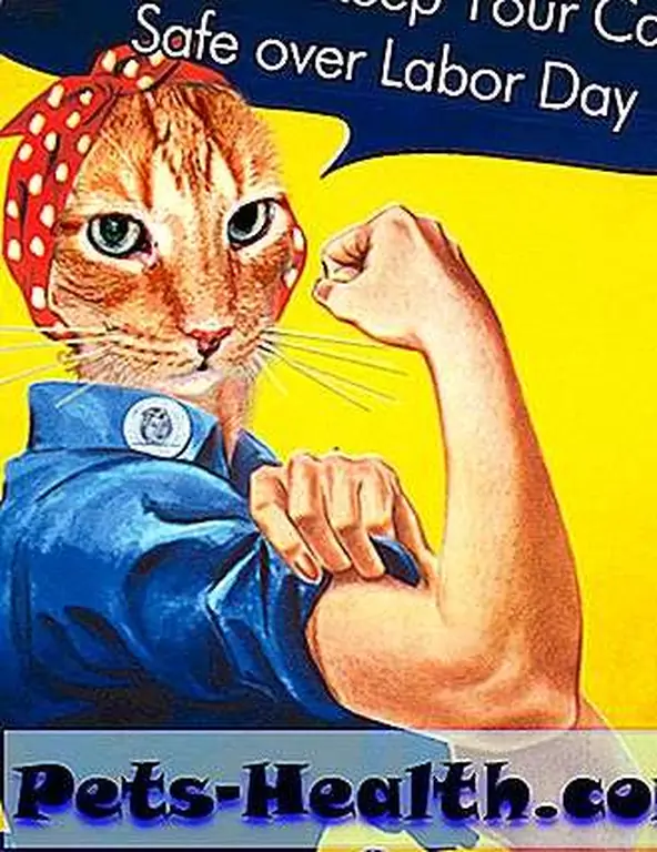 labordaytipsforcats labordaytipsforcats