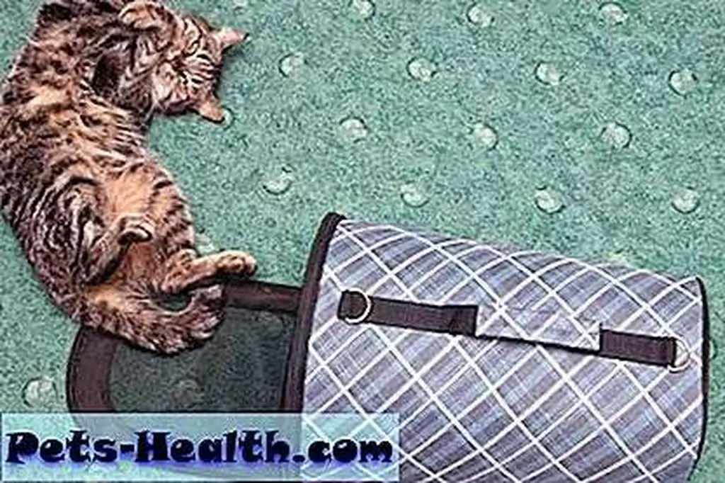 Make your cat's carrier a fun place to hang out. Cat next to carrier by Shutterstock Make your cat's carrier a fun place to hang out. Cat next to carrier by Shutterstock