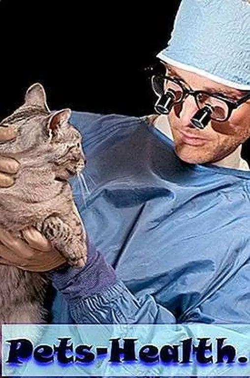 A vet examines an Egyptian Mau by Shutterstock. A vet examines an Egyptian Mau by Shutterstock.