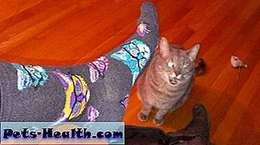 This is me modeling some rad cat socks, which were a gift from my awesome editor at Catster. Note Bubba Lee Kinsey looking lovely in the background. This is me modeling some rad cat socks, which were a gift from my awesome editor at Catster. Note Bubba Lee Kinsey looking lovely in the background.