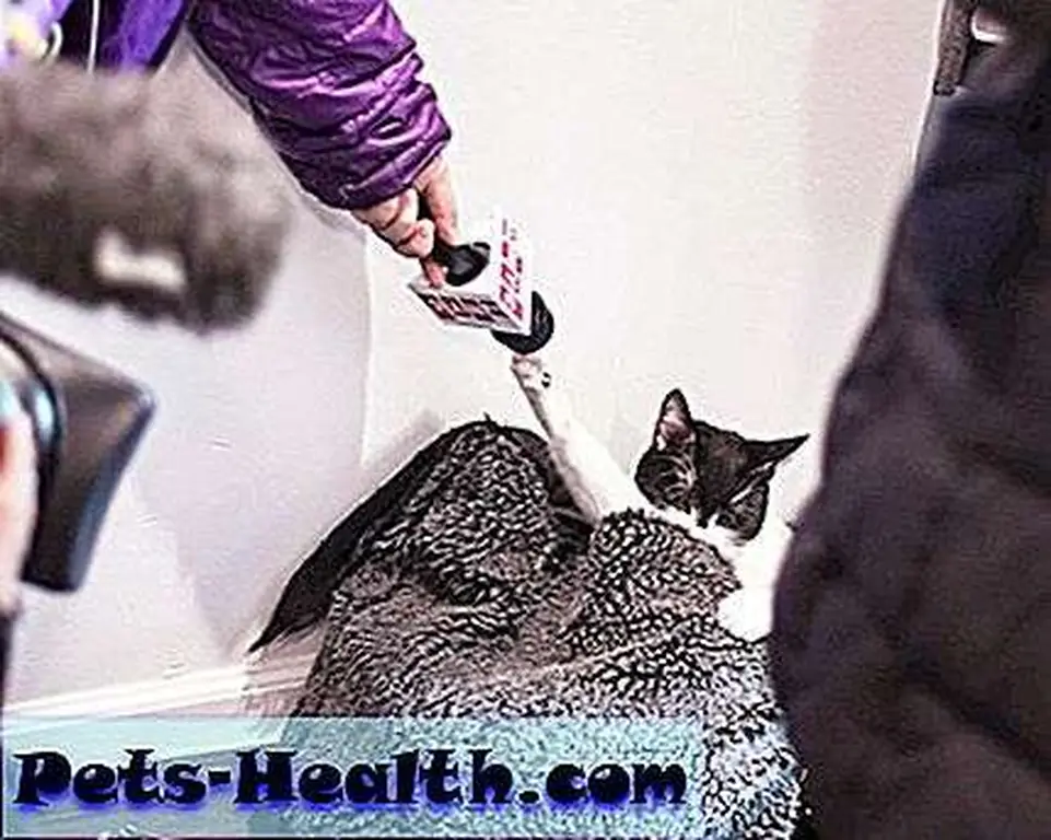 All photos by Ethan Covey.