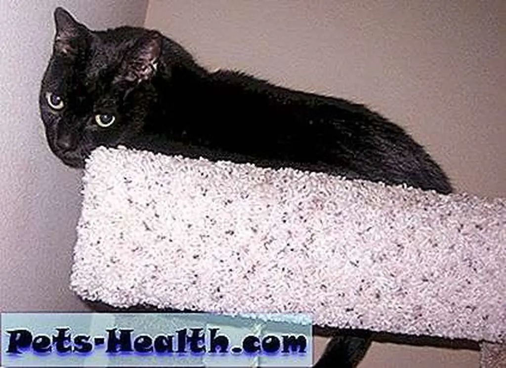 Furball ponders whether he'll let the humans read his Akashic Records Furball ponders whether he'll let the humans read his Akashic Records