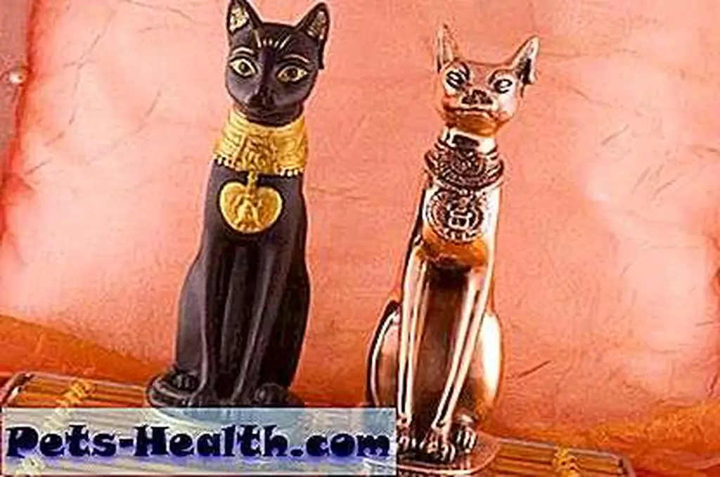 Furball and I had shared many lives together, but not always as a human and a cat. Egyptian cat statues by Shutterstock Furball and I had shared many lives together, but not always as a human and a cat. Egyptian cat statues by Shutterstock