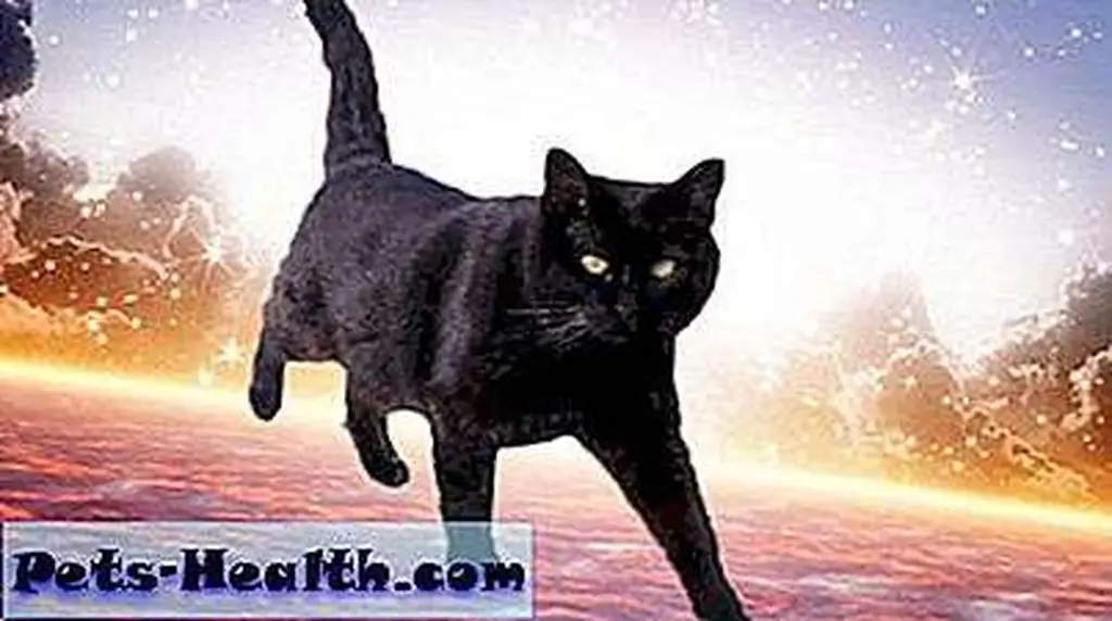 Lisa suggested I do some energy healing for Furball. Black cat by Shutterstock Lisa suggested I do some energy healing for Furball. Black cat by Shutterstock