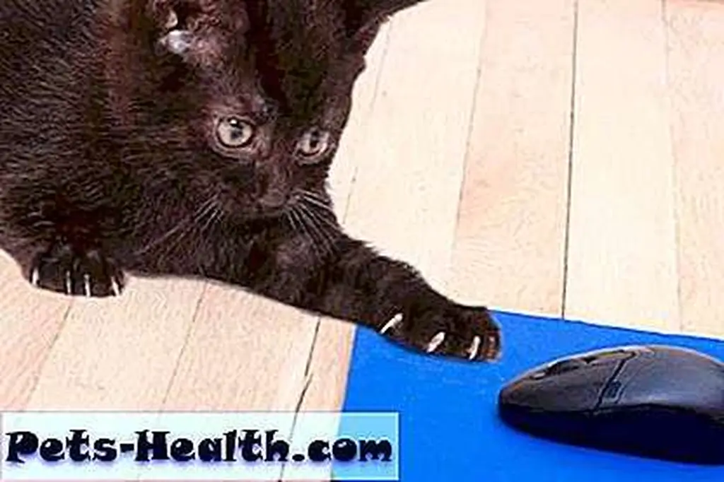 If Furball could type, he'd tell me, If Furball could type, he'd tell me,