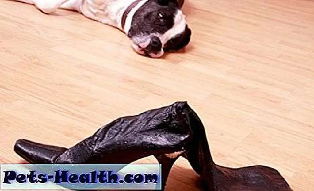 A dog's gotta chew on something -- naughty dog by April Turner / Shutterstock A dog's gotta chew on something -- naughty dog by April Turner / Shutterstock