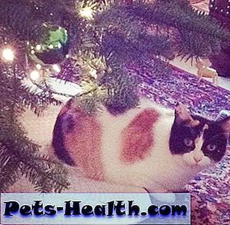 Meowy Christmas! Meowy Christmas!
