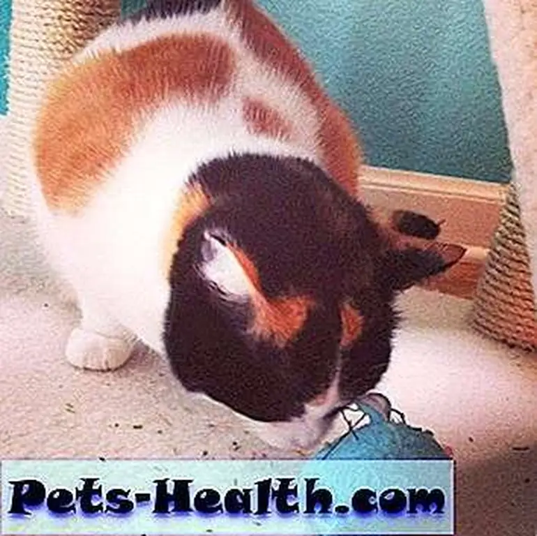 Cleo gets the fauxhawk of happiness whenever it's catnip time. Cleo gets the fauxhawk of happiness whenever it's catnip time.