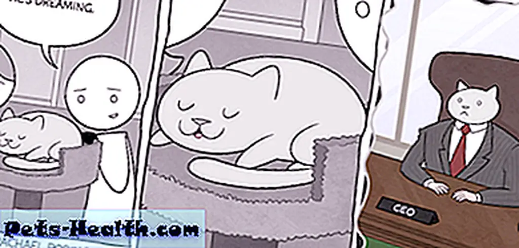 All images by Tom Fonder via The Adventures of Business Cat. All images by Tom Fonder via The Adventures of Business Cat.