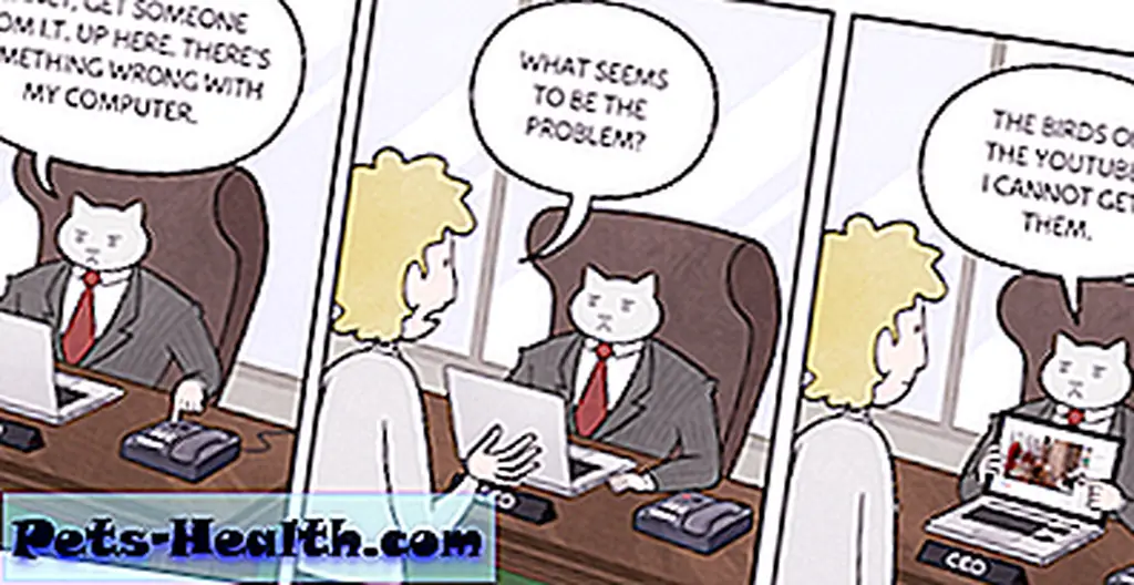 All images by Tom Fonder via The Adventures of Business Cat. All images by Tom Fonder via The Adventures of Business Cat.