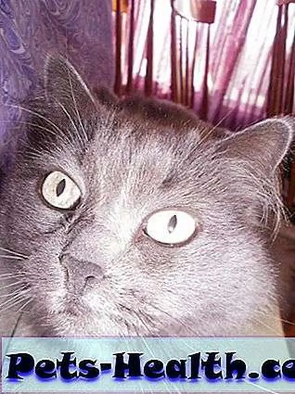 Saffy: Saffy:
