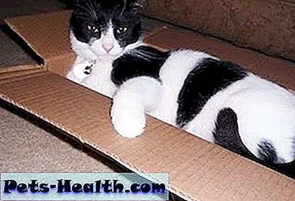 Put up a paw and get comfortable! Put up a paw and get comfortable!