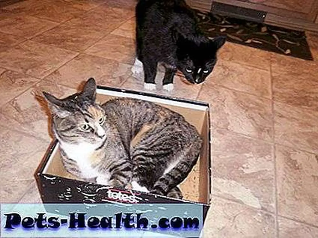 Boxes are drama magnets! Boxes are drama magnets!
