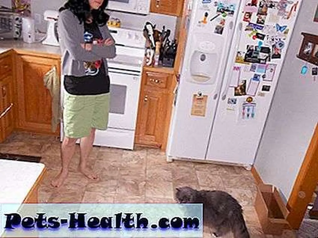 Will Saffy jump on the counter again? No need to wait until next week to find out! Will Saffy jump on the counter again? No need to wait until next week to find out!