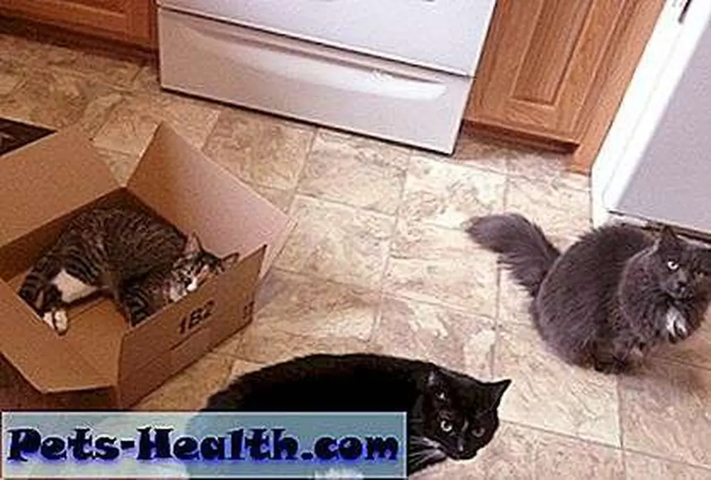 Three cats and one box … what will happen next?? Three cats and one box … what will happen next??