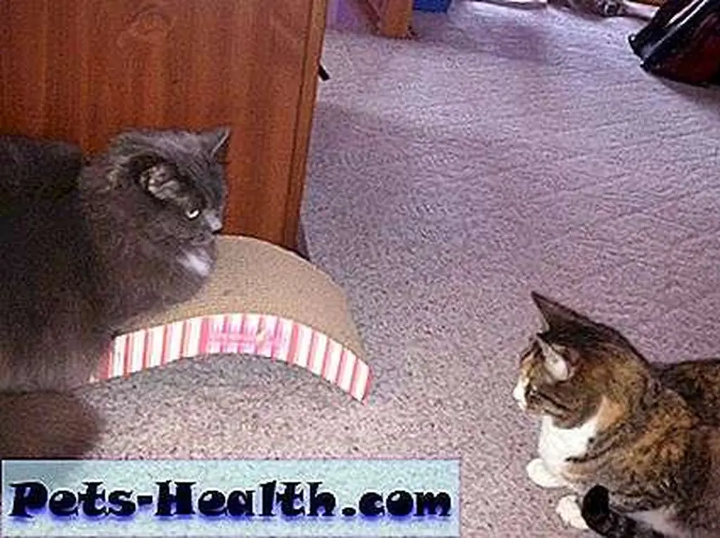 Jealousy over the cool scratcher? That's good entertainment! Jealousy over the cool scratcher? That's good entertainment!