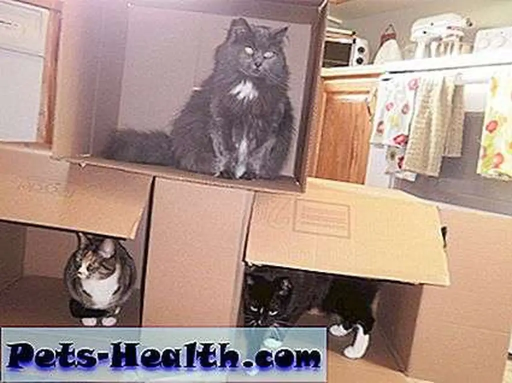 Saffy, Cosmo and Phoebe know that every good sitcom needs a wacky neighbor. Saffy, Cosmo and Phoebe know that every good sitcom needs a wacky neighbor.