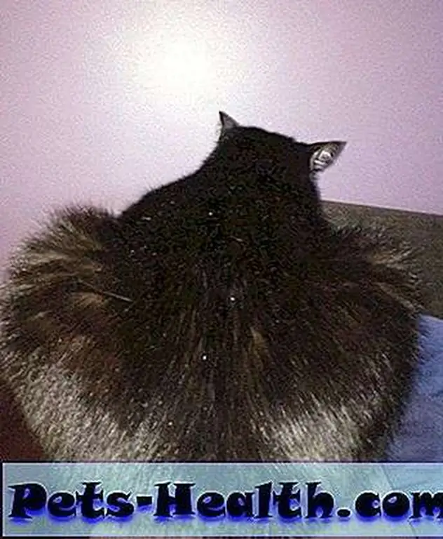 Talk to the butt! Talk to the butt!