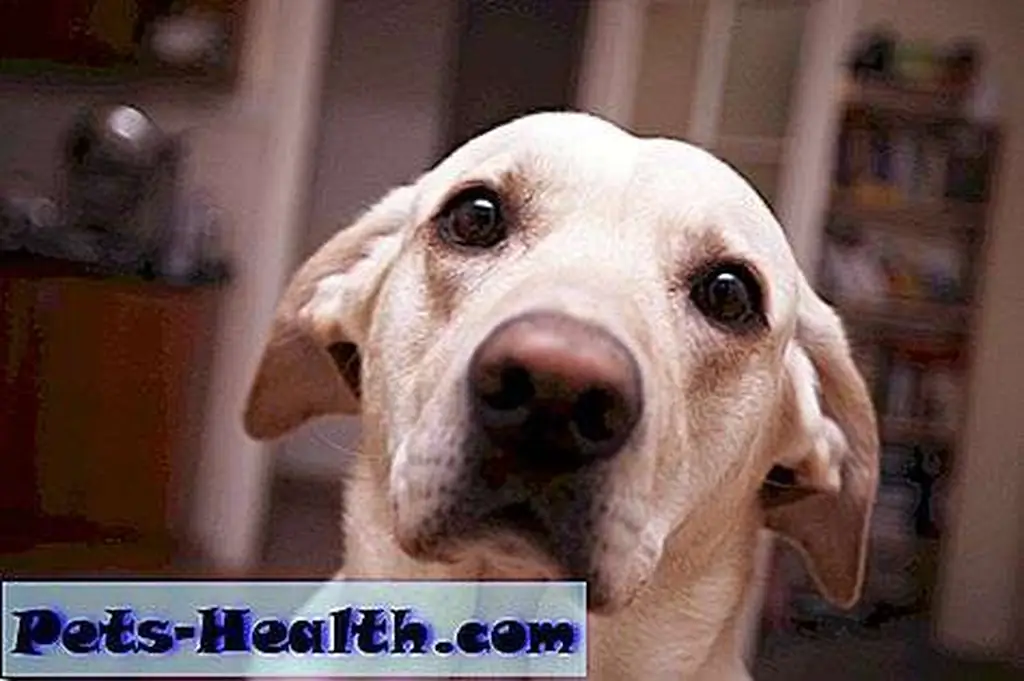 It's hard to top Chaser, the dog who knows more than 1, 000 words. Image: Facebook It's hard to top Chaser, the dog who knows more than 1, 000 words. Image: Facebook