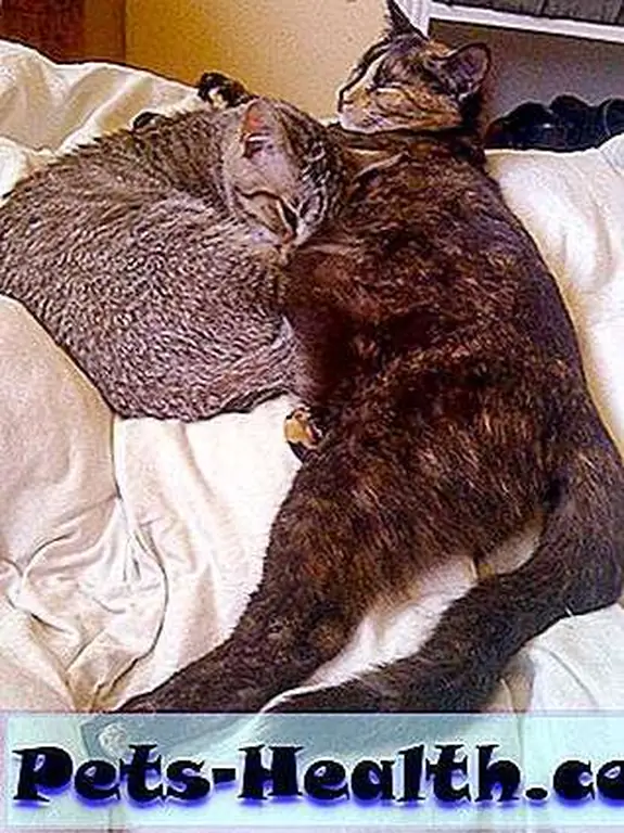 Comet and Houdini have such beautiful fur! … that they continually treat with their own spit. Comet and Houdini have such beautiful fur! … that they continually treat with their own spit.