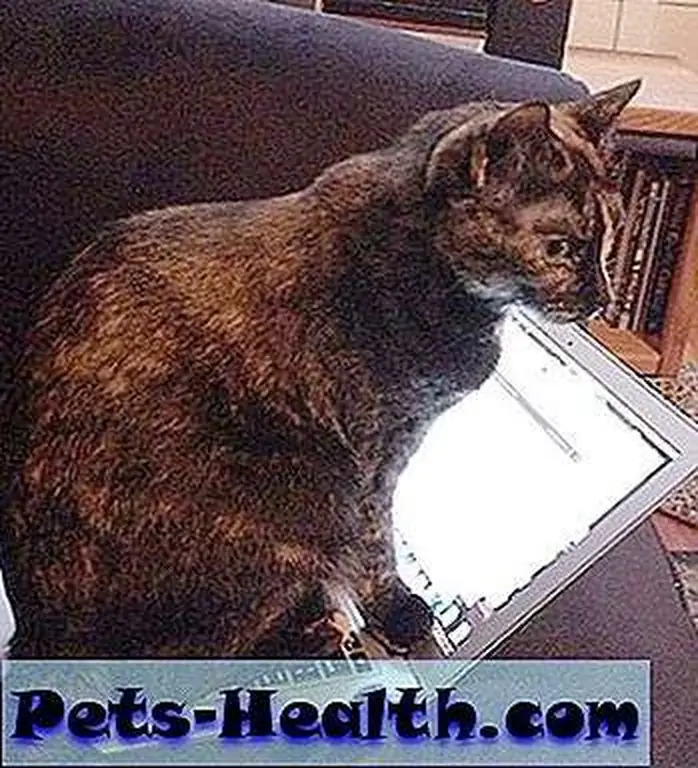 Houdini will never understand human inventions such as the laptop … much like we'll never understand Houdini. Houdini will never understand human inventions such as the laptop … much like we'll never understand Houdini.