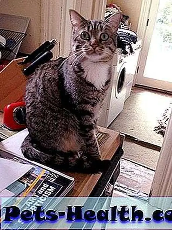 Talisker on the kitchen counter: Talisker on the kitchen counter: