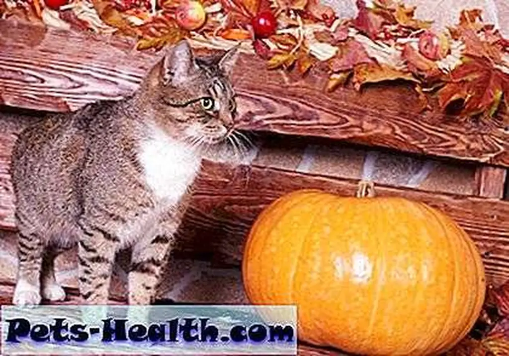 Cat and pumpkin, autumn by Shutterstock.com Cat and pumpkin, autumn by Shutterstock.com