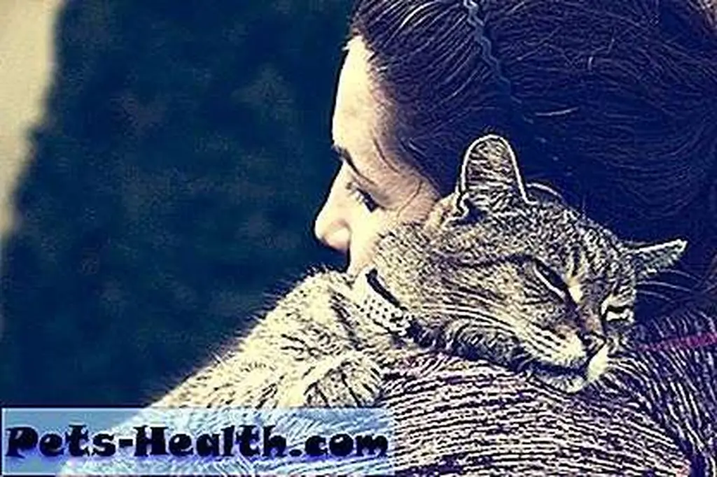 A woman with a cat by Shutterstock A woman with a cat by Shutterstock
