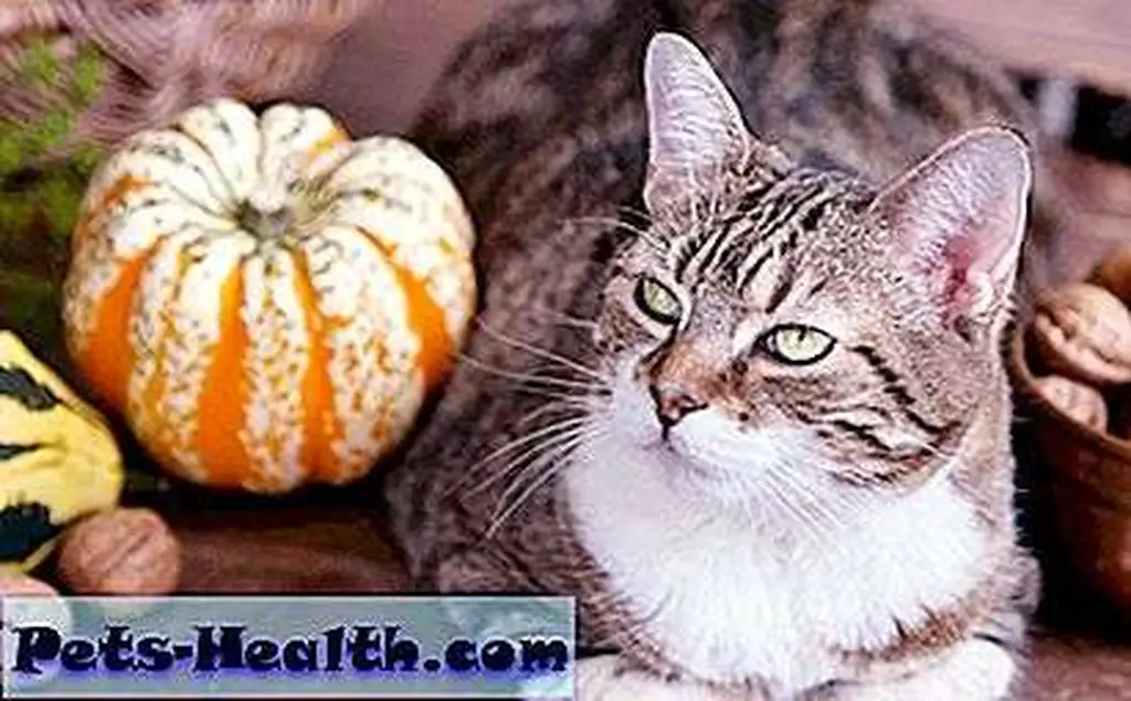 Autumn themed cat portrait with pumpkin and walnuts by Shutterstock.com Autumn themed cat portrait with pumpkin and walnuts by Shutterstock.com