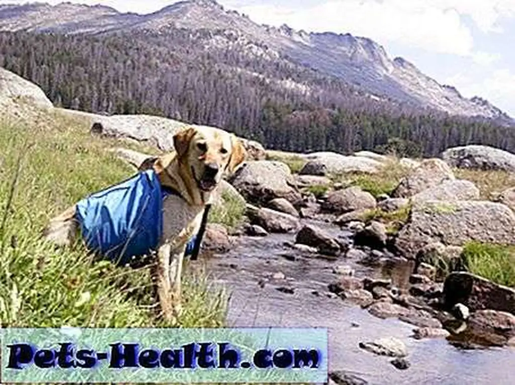 Spending lots of outdoor time promotes canine longevity. Pukka enjoys packing into the Wind River Mountain. Photo: Ted Kerasote Spending lots of outdoor time promotes canine longevity. Pukka enjoys packing into the Wind River Mountain. Photo: Ted Kerasote